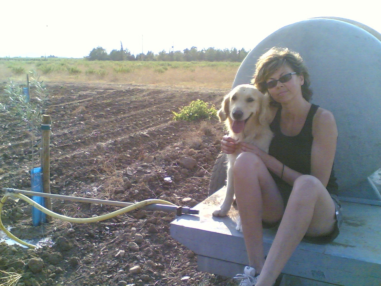 arrosage jeunes olivers