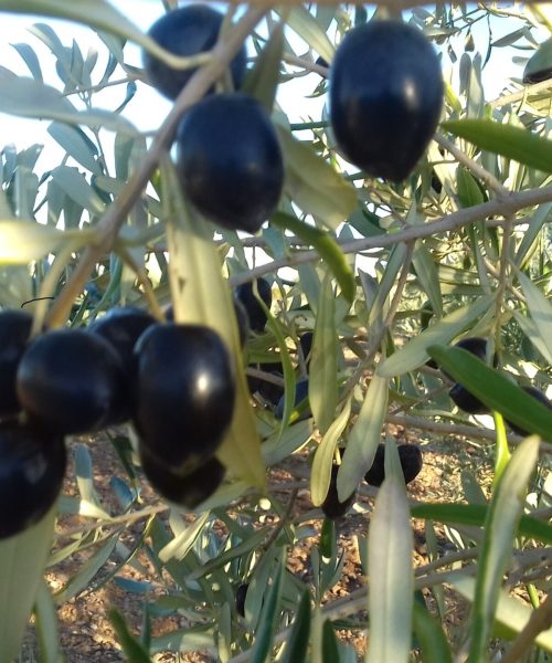 olives noires prêtes pour la cueillette