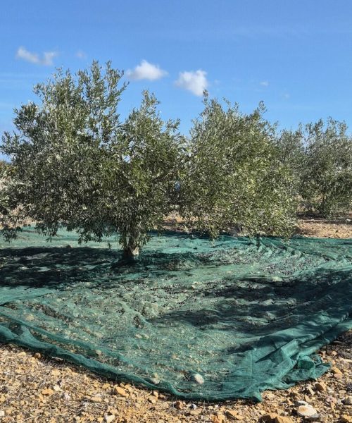 oliviers et filet pour cueillir les olives
