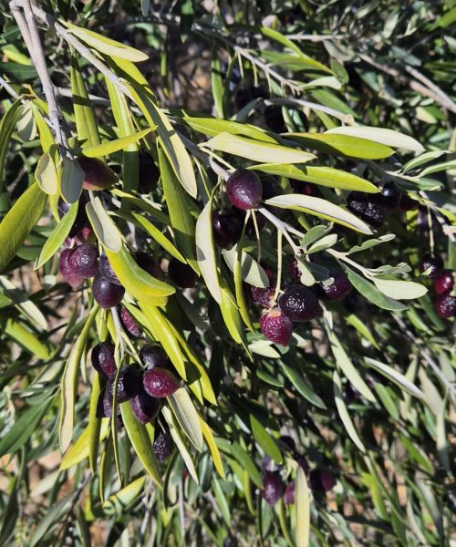 branche chargée d'olives