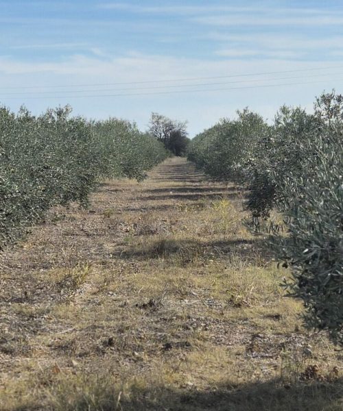 le verger,l'oliveraie, olivaie,olivette