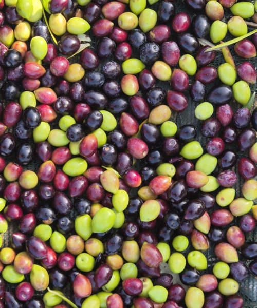 olives dans un filet